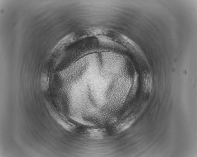 X0000087690558200706011722