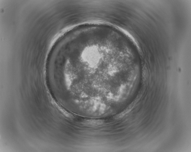 X0000087691327200706011709