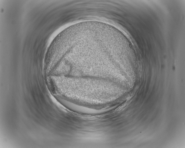 X0000087691535200706011706