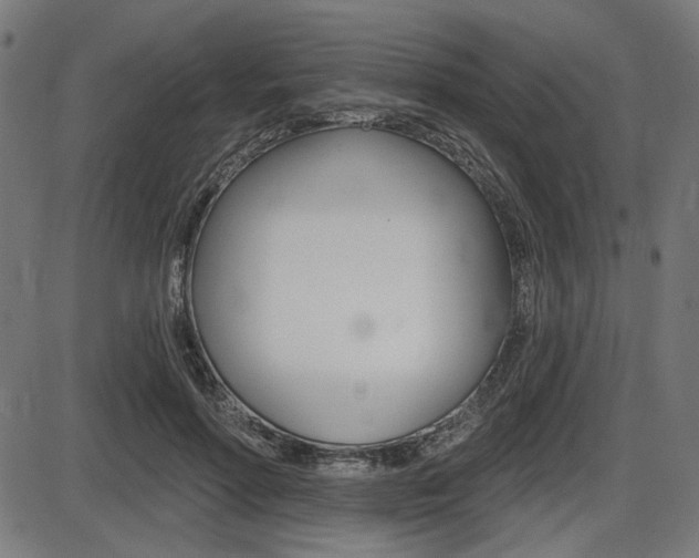 X0000087700598200705040853