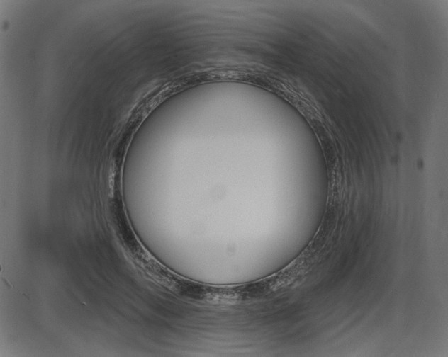 X0000087700694200705040851