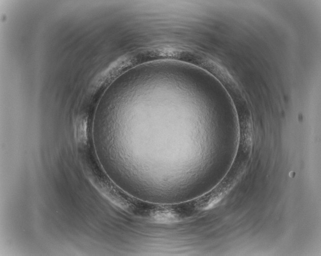 X0000087700262200705041110
