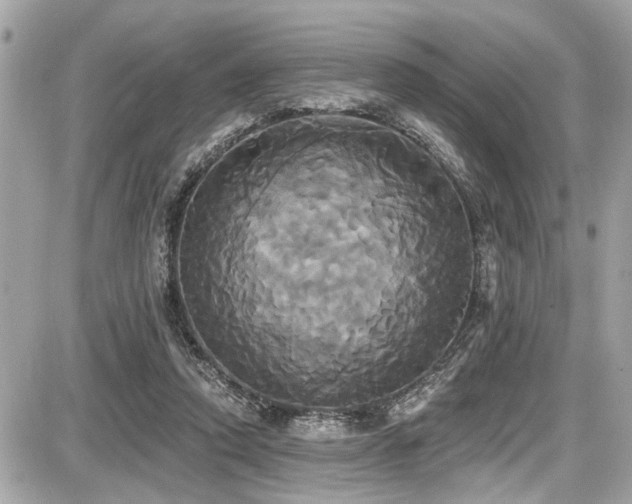 X0000087700354200705041109