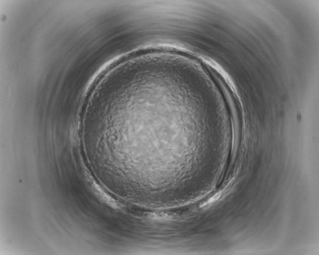 X0000087700799200705041101