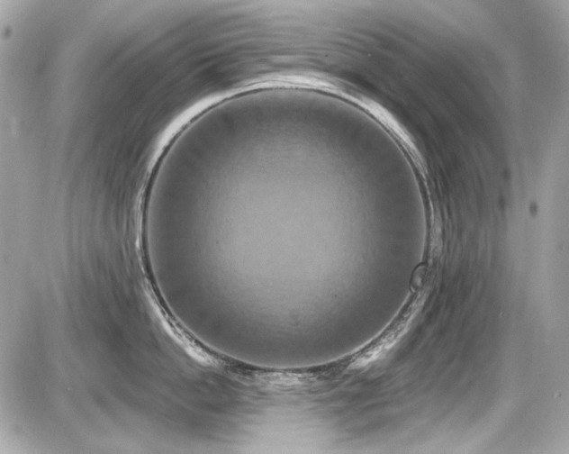 X0000087700862200705041101