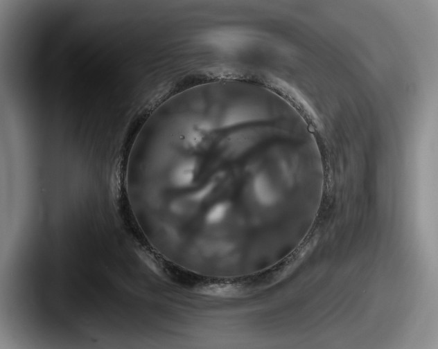 X0000087700065200705111410