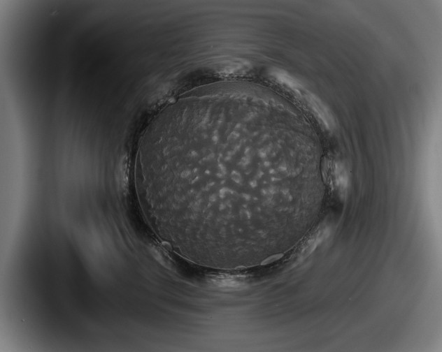 X0000087700664200705111404