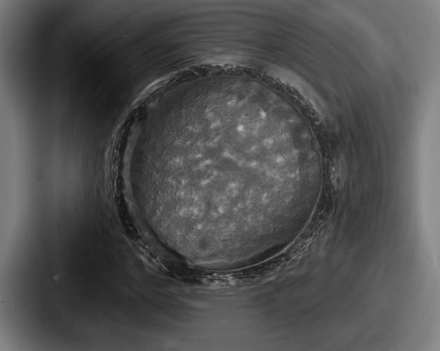 X0000087700968200705111400