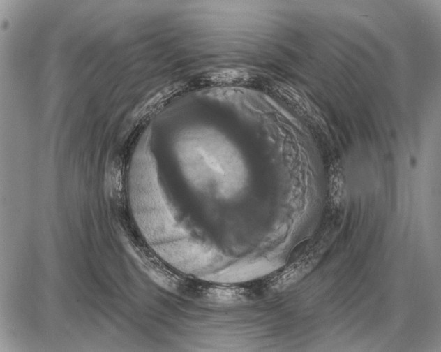 X0000087700375200705181826