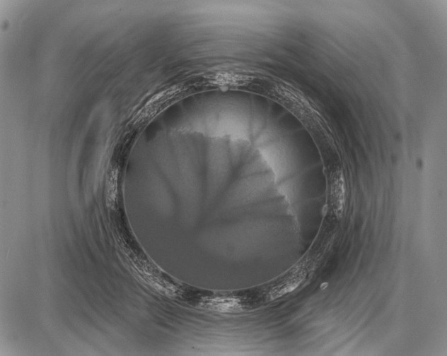 X0000087700554200705181822