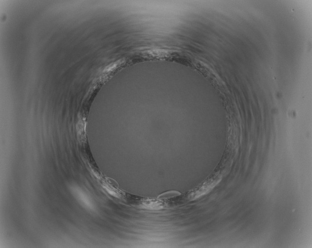X0000087700624200705181821