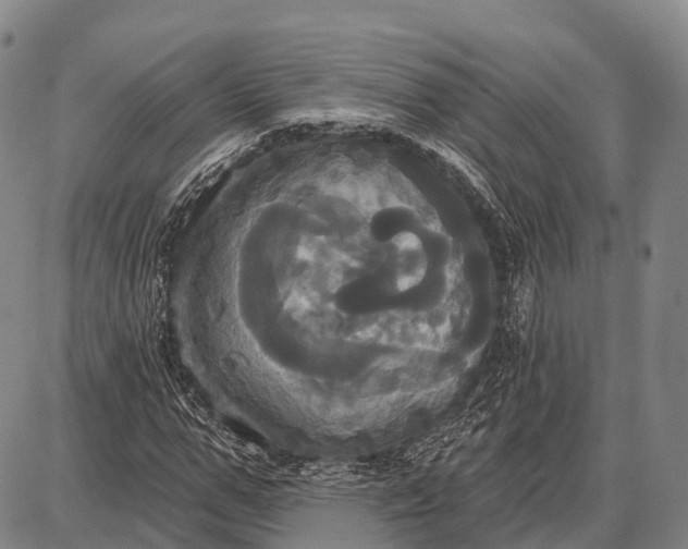 X0000087700967200705181815
