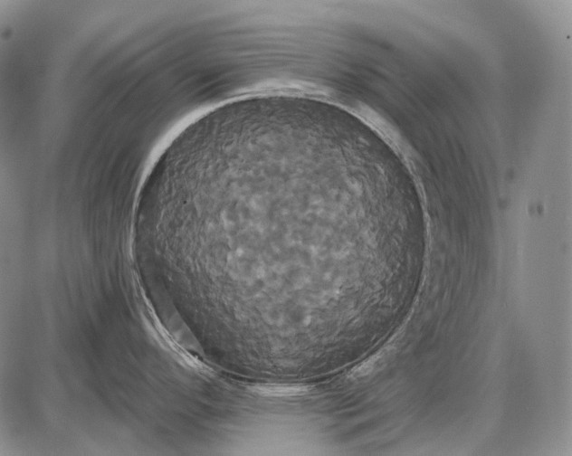 X0000087701296200705181810