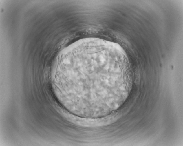 X0000087700034200705251744