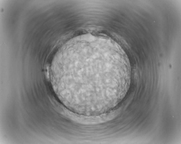 X0000087700042200705251744