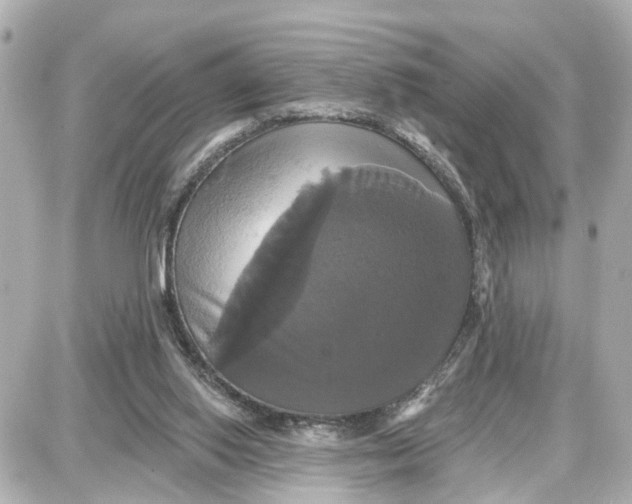 X0000087700062200705251744