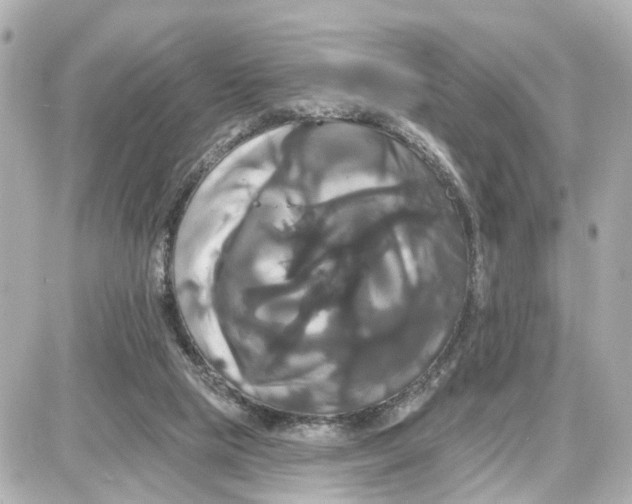 X0000087700065200705251744