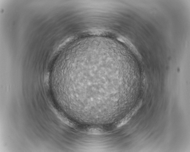 X0000087700066200705251744