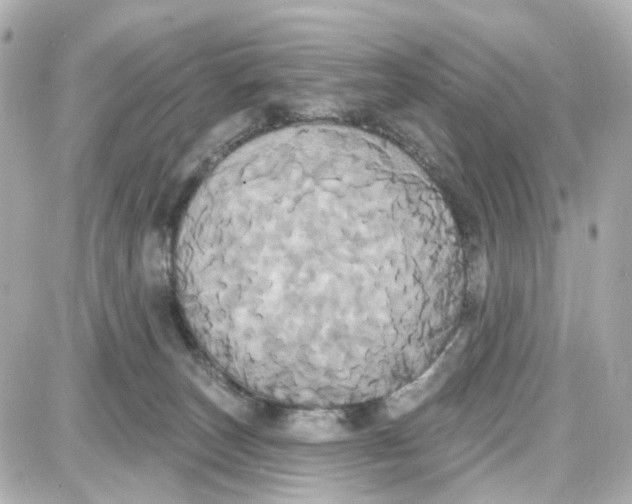 X0000087700179200705251742