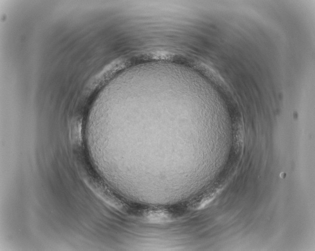 X0000087700262200705251741