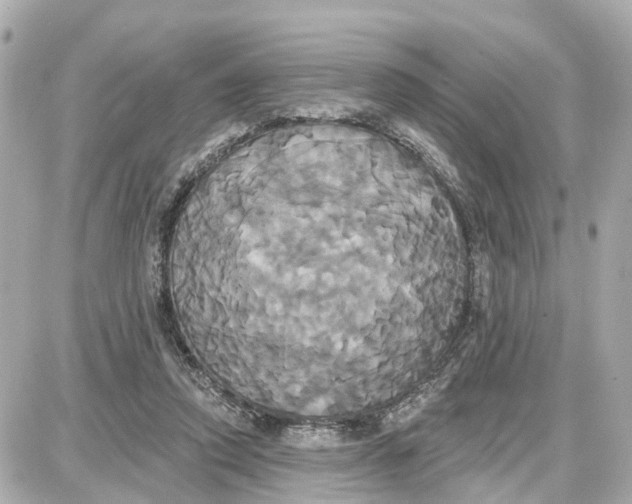 X0000087700354200705251739