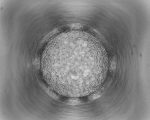 X0000087700666200705251735