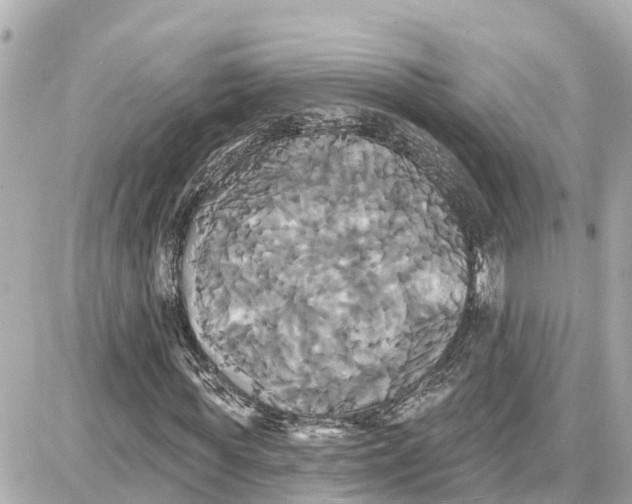 X0000087700819200705251731
