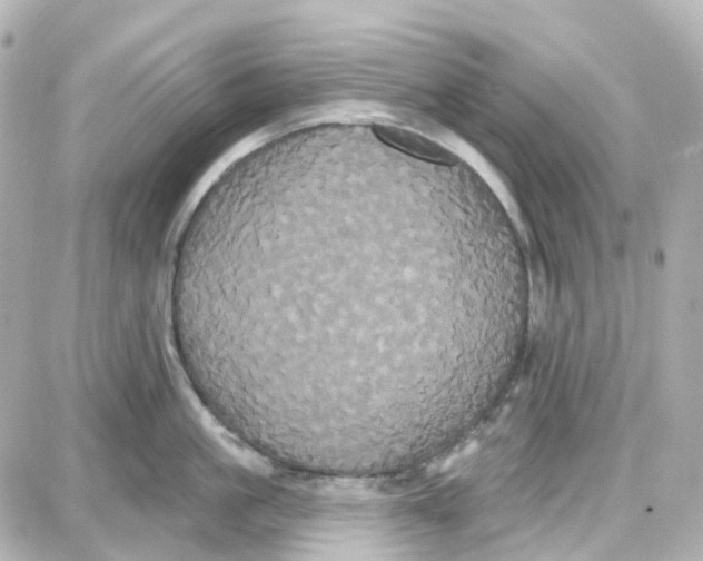 X0000087700861200705251732