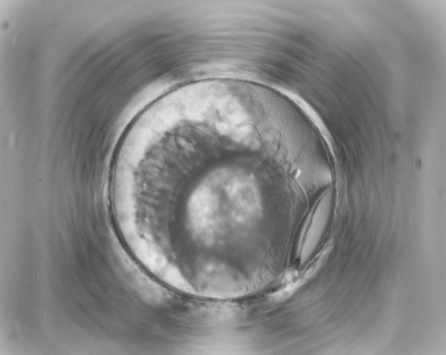 X0000087700957200705251730