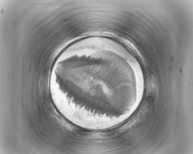 X0000087701228200705251725