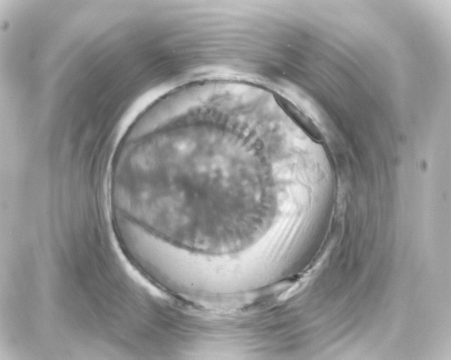 X0000087701247200705251726