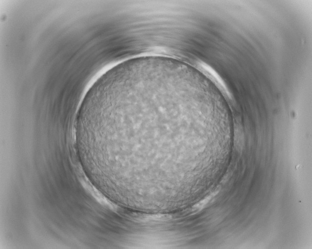 X0000087701292200705251724