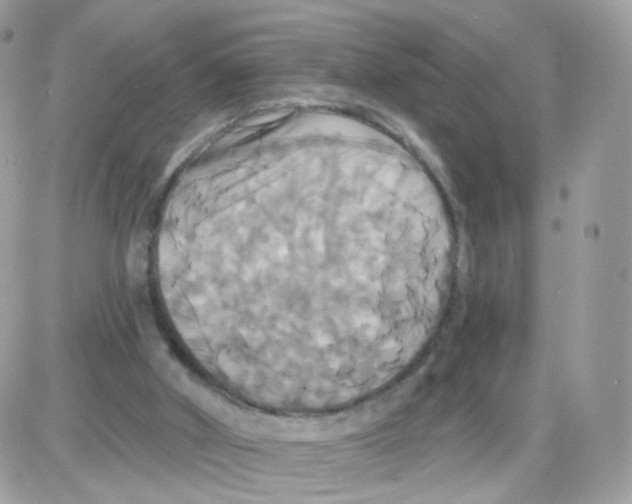 X0000087700010200706011756