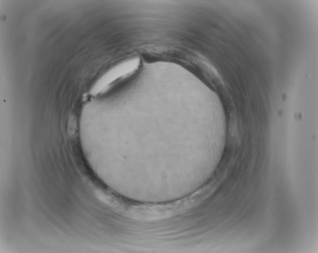 X0000087700025200706011756