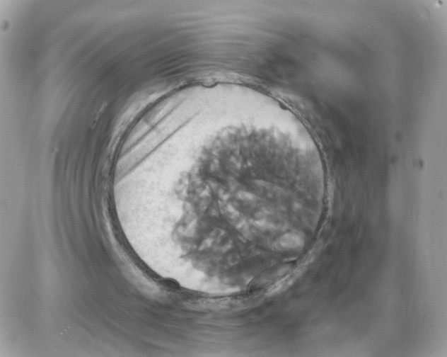 X0000087700049200706011755