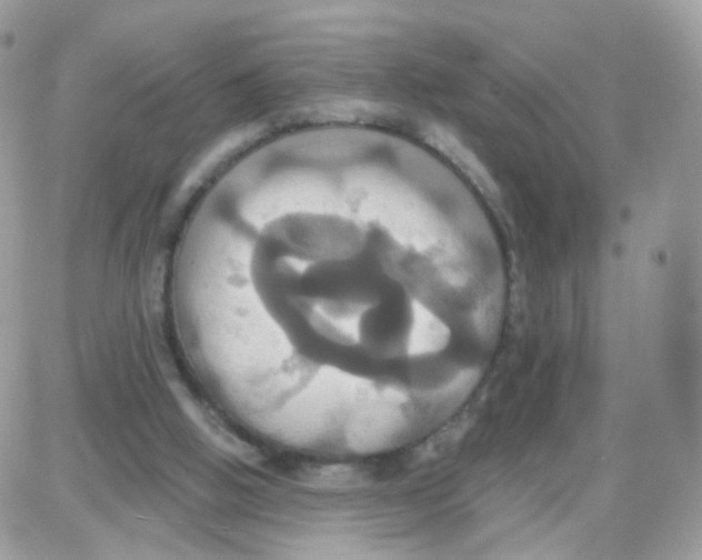 X0000087700058200706011755