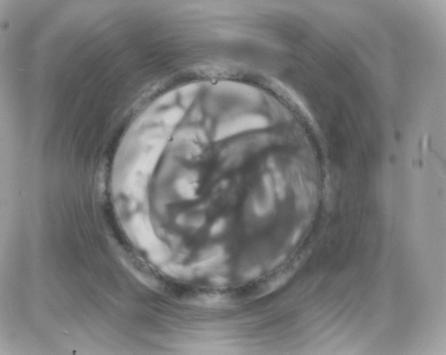 X0000087700065200706011755