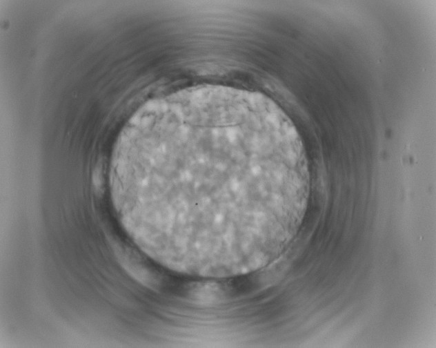 X0000087700074200706011755