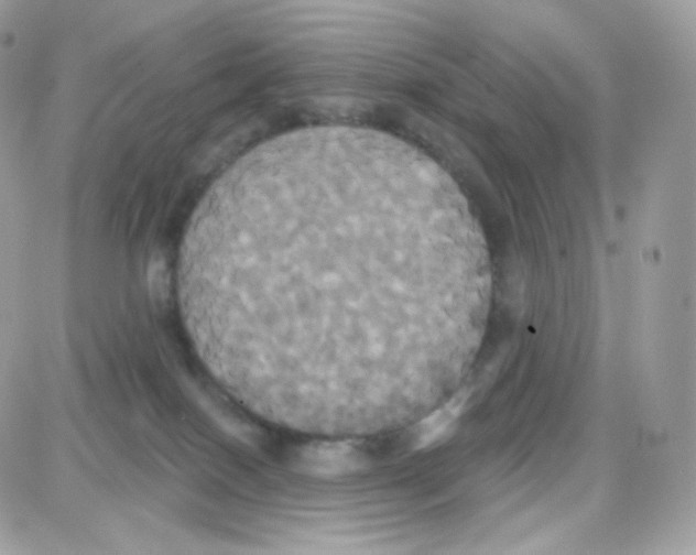 X0000087700086200706011755