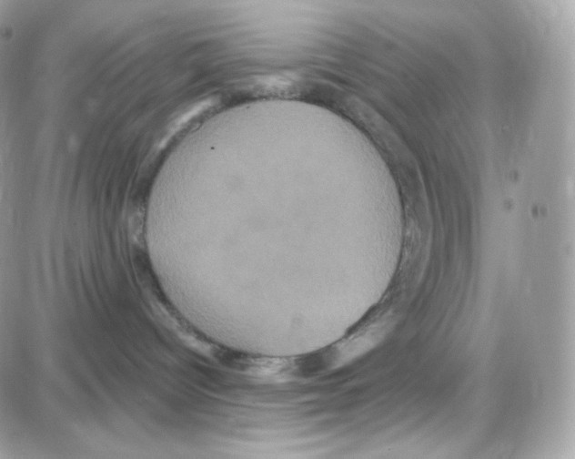 X0000087700096200706011755