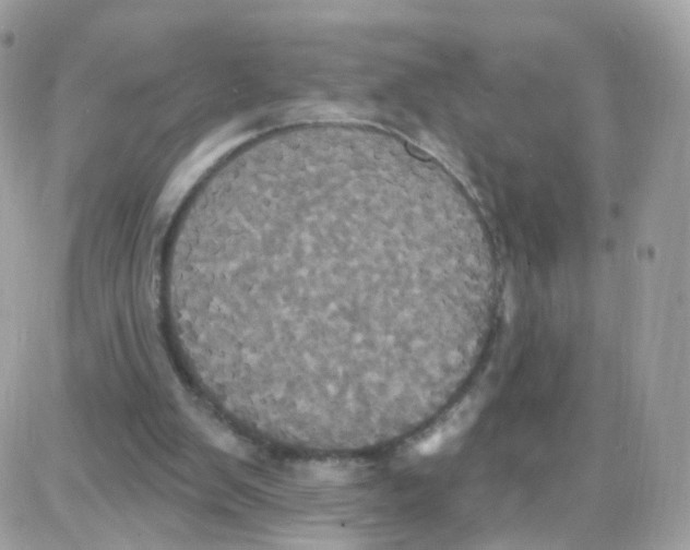 X0000087700103200706011755