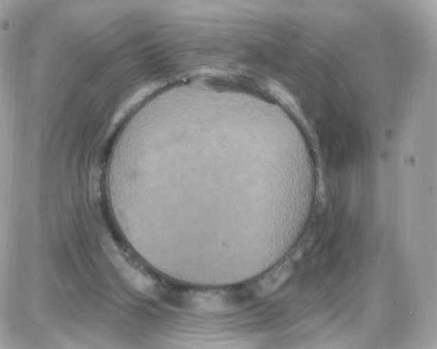 X0000087700106200706011755