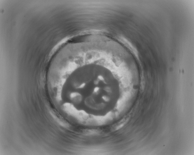 X0000087700107200706011755