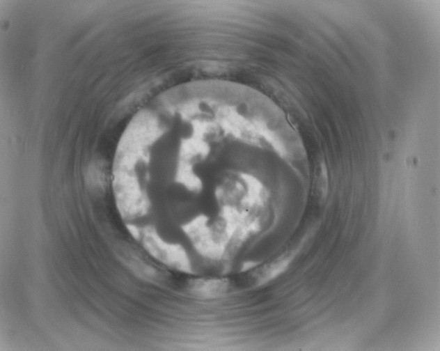 X0000087700135200706011754