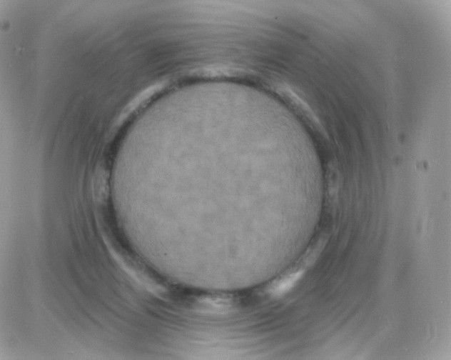 X0000087700164200706011753