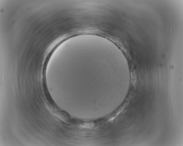 X0000087700196200706011753