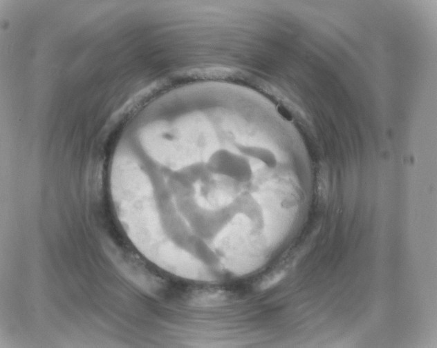 X0000087700206200706011753