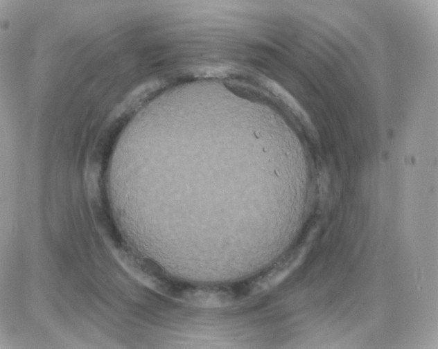 X0000087700209200706011753