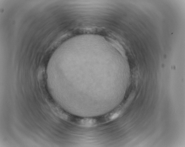 X0000087700225200706011753