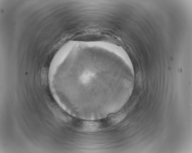 X0000087700234200706011752